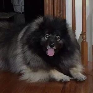 Meet your Posher, Harry